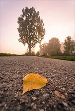Autumn leaf in front of the old poplar at sunrise