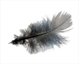 Ruffled feather