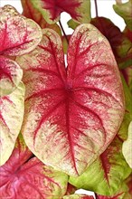Leaf of exotic 'Caladium Lemon Blush' houseplant with pink and lime green color
