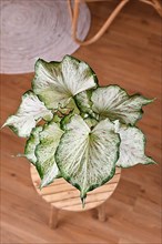 Tropical Caladium Candyland houseplant with beautiful white and green leaves with pink freckles on table