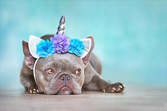 French Bulldog with unicorn headband with flowers in front of blue background