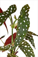 Leaf of tropical Begonia Maculata houseplant with white dots
