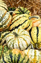 Carnival squash with yellow stripes in pile of pumpkins