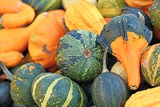 Green striped small ornamental gourd between many small pumpkins