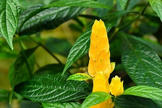 Yellow flower with overlapping bracts of tropical Golden shrimp plant. Botanic name Pachystachys Lutea