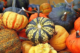 Small ornamental gourd with yellow and black striped skin in pile of colorful pumpkins