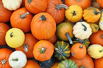 Top view of mixture of different seasonal pumpkins and squashes