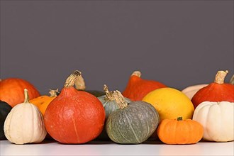 Mix of different colorful pumpkins and squashes in front of gray wall