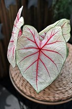 Leaf of exotic Caladium White Queen plant with white leaves and pink veins