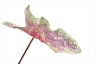 Curios leaf of a pink and yellow translucent exotic Caladium Seafoam Pink houseplant on white background