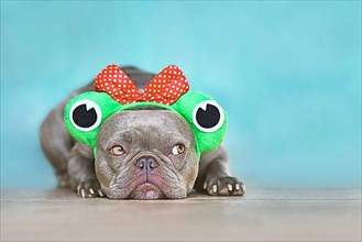Cute French Bulldog dog with funny frog costume headband in front of blue wall