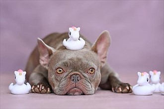 Funny French Bulldog dog with unicorn rubber duck on head