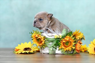 Small French Bulldog dog puppy in white basket with sunflowers in front of green wall