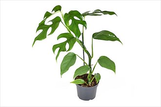 Exotic 'Rhaphidophora Tetrasperma' houseplant with small leaves with windows in flower pot isolated on white background