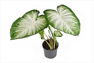 Large exotic 'Caladium Aaron' houseplant with large white and green leaves in flower pot isolated on white background