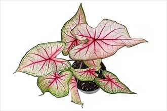 Top view of exotic 'Caladium White Queen' plant with white leaves and pink veins in pot isolated on white background