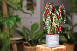Exotic 'Begonia Maculata' houseplant with white dots in gray ceramic flower pot on wooden plant stand with more plants in blurry background