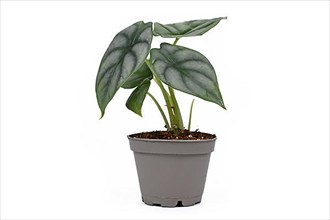 Exotic 'Alocasia Baginda Silver Dragon' houseplant in pot isolated on white background