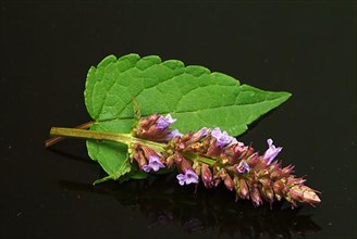 Flower of East Asian Giant Hyssop