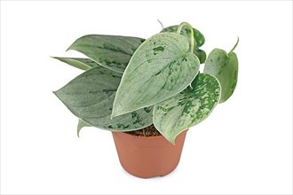 Exotic 'Scindapsus Pictus Silvery Ann' houseplant in pot on white background