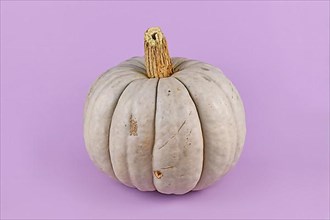 Large gray Muscat pumpkin on violet background