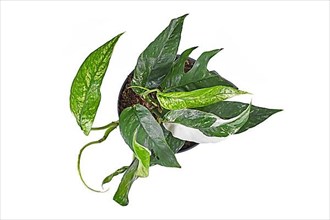 Top view of tropical 'Epipremnum Pinnatum Variegata' houseplant with narrow leaves with white patches on white background