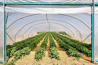 Rows of strawberry fruit plants under tunnel dome greenhouse