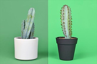 Comparison between real and fake plant. Potted natural Myrtillocactus Cactus next to plastic plant