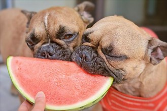 French Bulldog dog being fed slices of fresh raw watermelon fruit