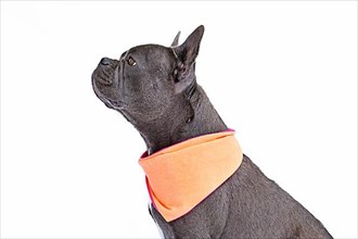 Side view of French Bulldog dog with long healthy nose wearing neckerchief on white background