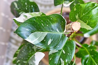 Beautiful leaf of tropical 'Philodendron White Princess' houseplant with white variegation with spots