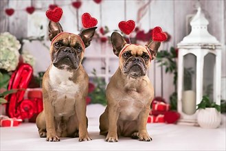 French Bulldog dogs with Valentines day headbands with hearts sitting in front of seasonal decoration with garlands and gift boxes