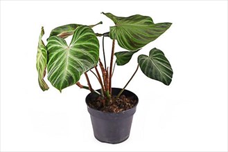 Potted Philodendron Verrucosum houseplant with dark green veined velvety leaves isolated on white background
