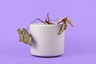 Small neglected dying house plant with hanging dry leaves in gray flower pot on purple background