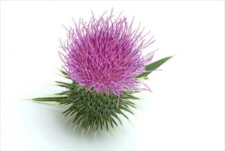 Flower of the common thistle