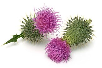 Flower of the common thistle