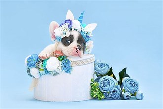 Blue pied French Bulldog dog puppy with unicorn headband with horn peeking out of box with flowers on blue background