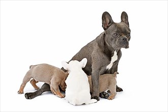 French Bulldog dog nursing her puppies on white background
