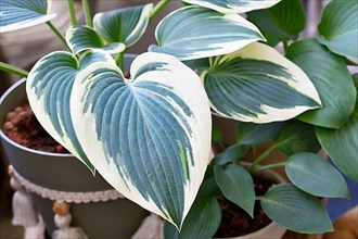Leaf of Asian Hosta plant with green and white color