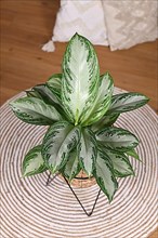 Lush tropical 'Aglaonema Silver Bay' houseplant with silver pattern in basket pot