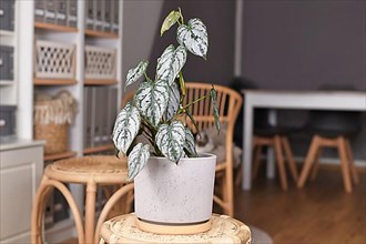 Exotic 'Philodendron Brandtianum' houseplant with silver pattern on leaves in flower pot on table in living room
