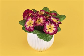 Two colored dark pink and yellow 'Primula Acaulis' primrose flowers in pot