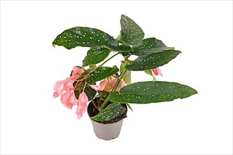 Blooming 'Begonia Tamaya' houseplant with pink flowers in pot on white background