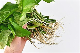 Hand holding large group of Marble Queen pothos houseplant cuttings with long bare roots