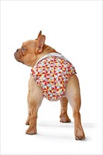 Fabric period diaper pants for protection on French Bulldog dog on white background