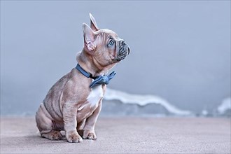 Blue red fawn French Bulldog dog puppy with blue bow tie in front of gray wall with copy space