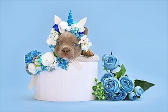 Isabelle French Bulldog dog puppy with unicorn headband with horn peeking out of box with flowers on blue background
