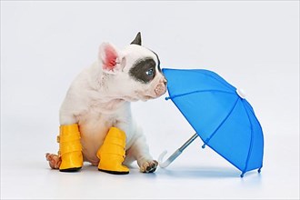 Blue pied French Bulldog dog puppy with umbrella and rain boots