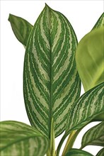 Close up of leaf of tropical Aglaonema Stripes houseplant with silver stripe pattern isolated on white background