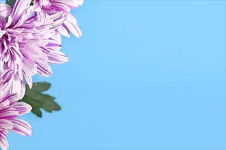 Chrysanthemum flower on side of blue background with copy space